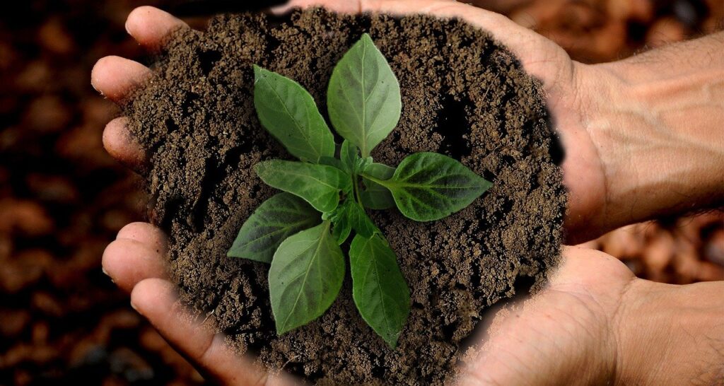 Sustainability - Hands holding a growing plant